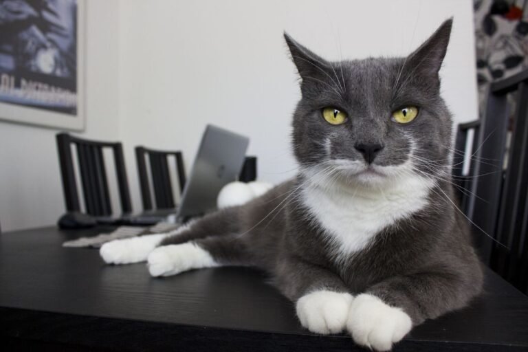 7 Genius Hacks to Keep Your Cat Off From Furniture